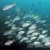grunt_goldeneyed_mos_h_0049_ecu0112.jpg